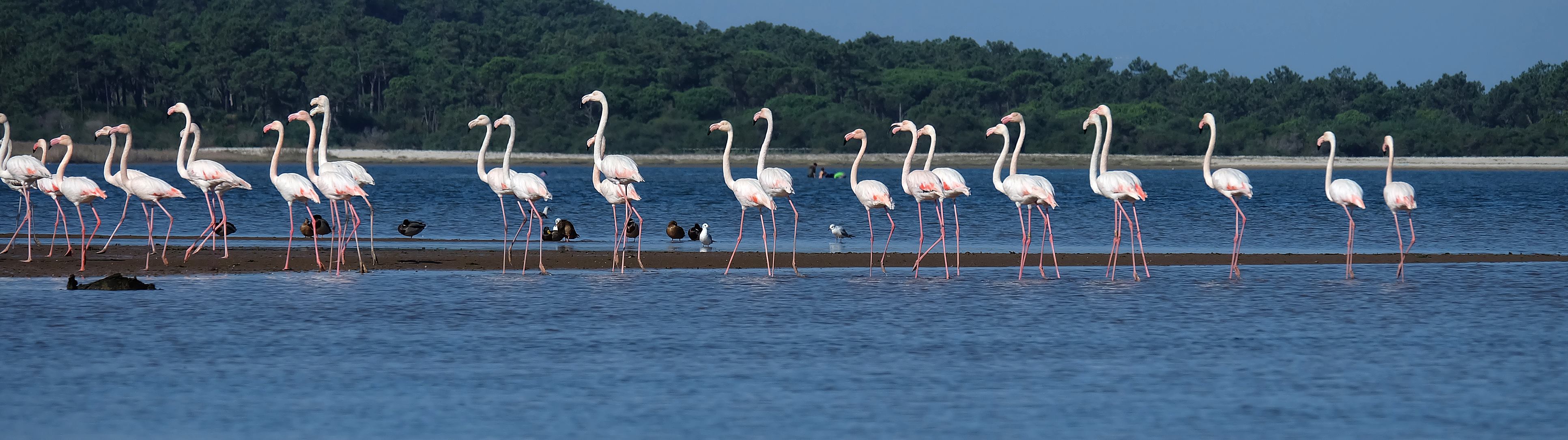 Obidos lagoon flamingos facebook escola de vela da lagos